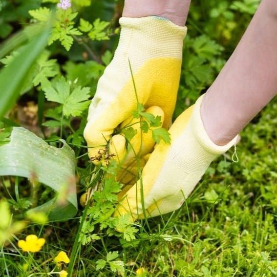 Hands in yellow gloves gently pulling weeds from a garden, symbolizing the act of tending the mind with awareness and compassion.