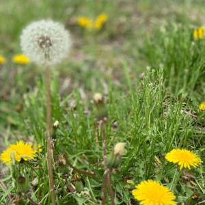 A close-up of a dandelion surrounded by grass and yellow blooms, symbolizing the early seeds of self-doubt that take root in the mind.