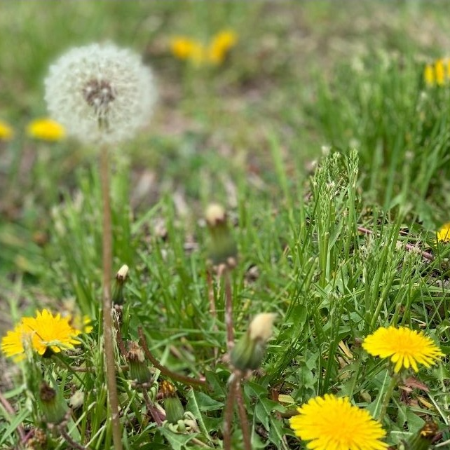 A close-up of a dandelion surrounded by grass and yellow blooms, symbolizing the early seeds of self-doubt that take root in the mind.