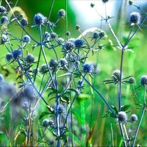 Close-up of wild blue thistle weeds glowing in the sunlight, symbolizing how deeply rooted patterns of self-blame and seeking approval can grow—and the beauty in learning to tend them with compassion.